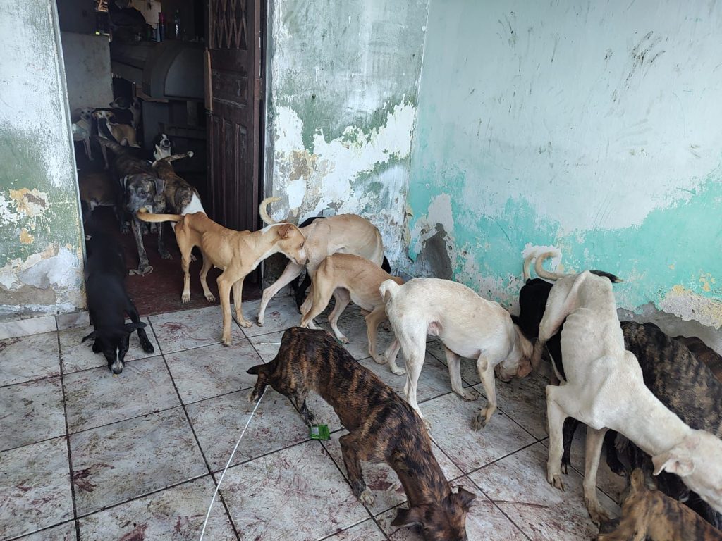 Homem é preso por maus-tratos após manter cerca de 40 cães em condições de abandono em Campina Grande
